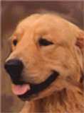 Labrador