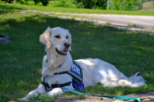 service-dog service-dog laying in grass