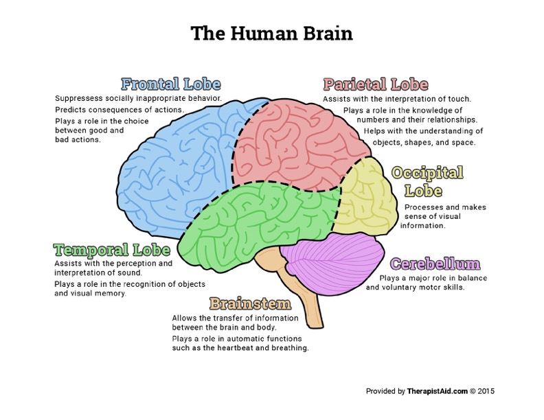 BRAIN636435387486607011